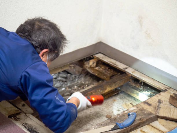 Best Water Damage Restoration  in Rankin, PA