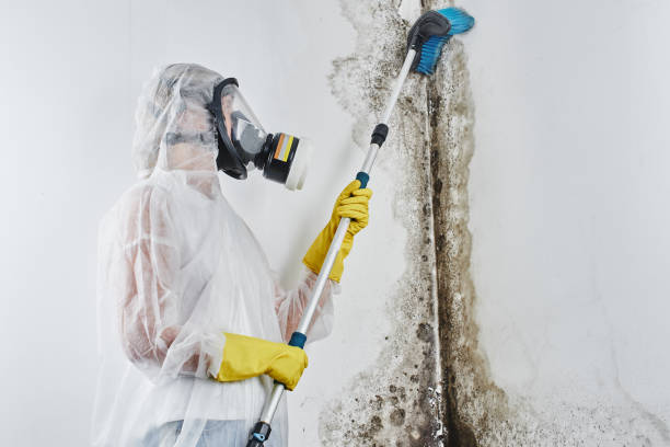 Best Mold Damage Repair  in Rankin, PA
