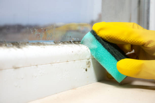 Best Office Mold Removal Services  in Rankin, PA