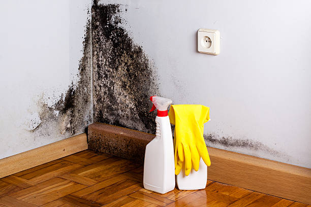 Crawl Space Mold Removal in Rankin, PA