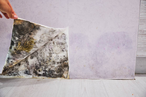 Best Mold Testing  in Rankin, PA
